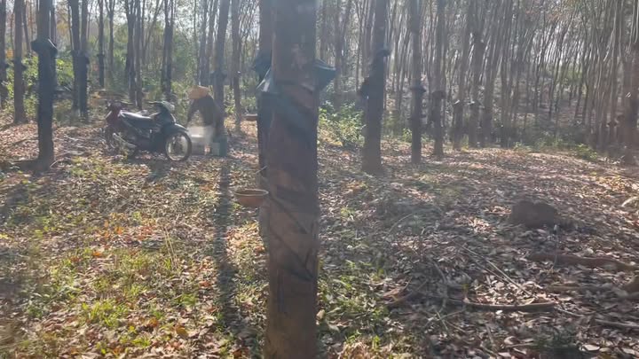 Cần bán farm cao su 8 sào tại xã Ia Kla, huyện Đức Cơ, giá chỉ 700 triệu