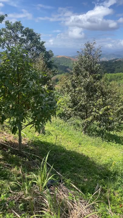 Farm tại Thôn Dốc Trầu, Xã Ba Cụm Bắc 1080m² giá 550 triệu - Cơ hội đầu tư tuyệt vời!