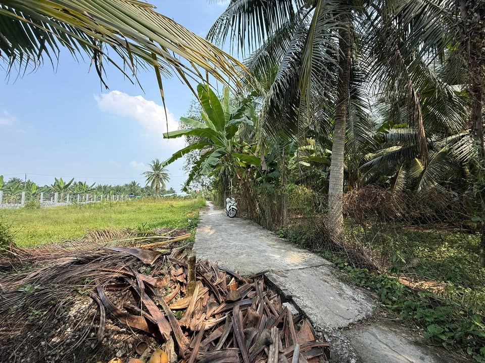 Vườn dừa mặt tiền lớn 2.166m² tại Thạnh Phú - Giá chỉ 2.25 tỷ!