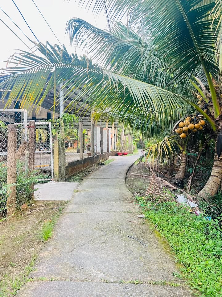 Nhà vườn Kim Sơn, Châu Thành, Tiền Giang 961m² giá 1.49 tỷ - Cơ hội đầu tư hấp dẫn!