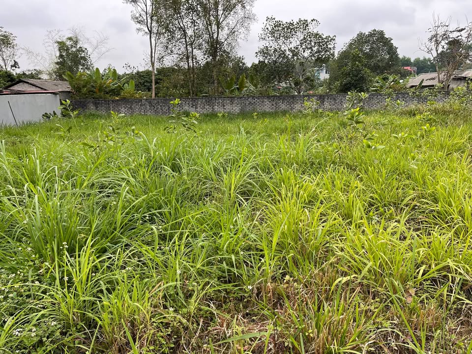 Đất nền xã Đồng Tâm, Yên Thế, Bắc Giang 189m² giá chỉ 999 triệu - Cơ hội đầu tư hấp dẫn!