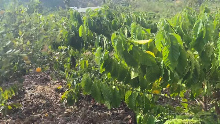 Đất Farm 2ha xã Nâm N'Đir, Đắk Nông giá chỉ 3 tỷ - Cơ hội đầu tư tuyệt vời!