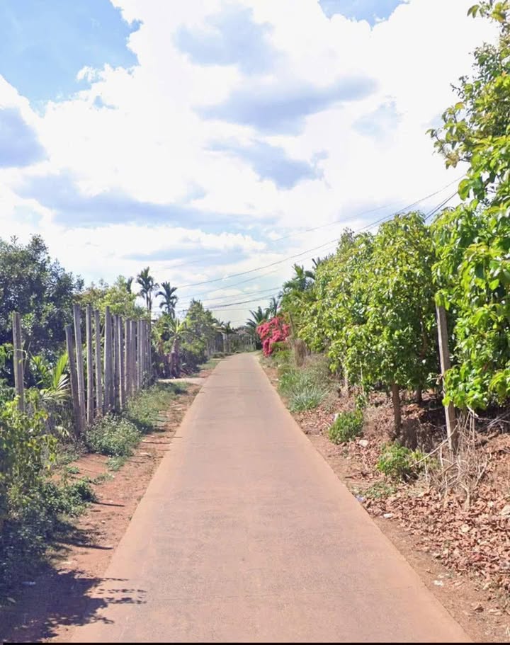 Farm đất rẫy Phú Lộc 3348m² giá chỉ 1.72 tỷ - Đầu tư sinh lời cao!