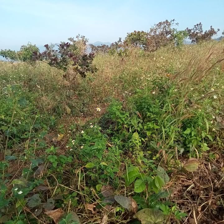 Đất nông nghiệp 3ha tại Đông Giang, Hàm Thuận Bắc - Giá chỉ 1.8 tỷ!