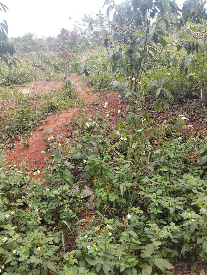 Đất nền 504m² tại buôn tri C, Huyện Krông Năng giá 299 triệu - Sổ hồng trao tay!