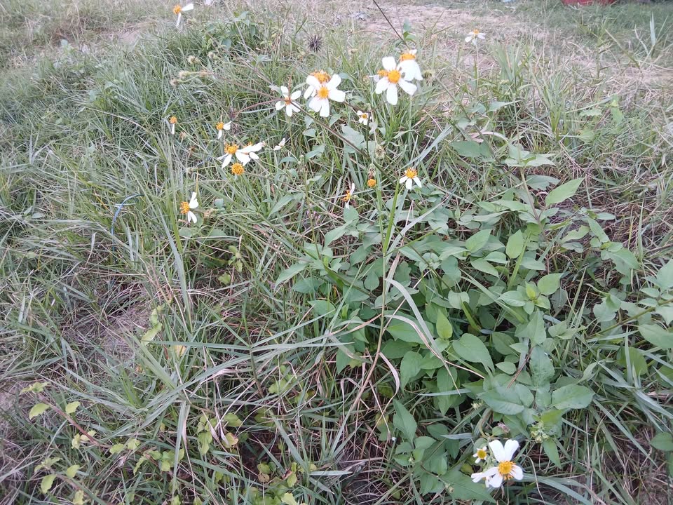 Đất ở Trảng Kèo, Hội An 119m² giá thỏa thuận - Cơ hội đầu tư tuyệt vời!