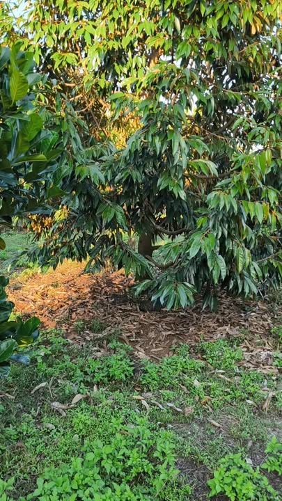 Đất sầu riêng Phú Lập, Tân Phú, 6204m² giá 3,5 tỷ - Cơ hội đầu tư hấp dẫn!