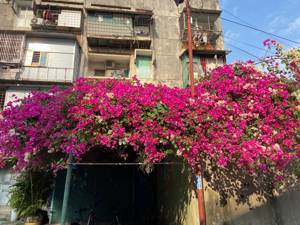 Đất nền 450m² Thống Nhất, Hòa Bình giá 550 triệu - Lộc tốt, ô tô đỗ cửa!