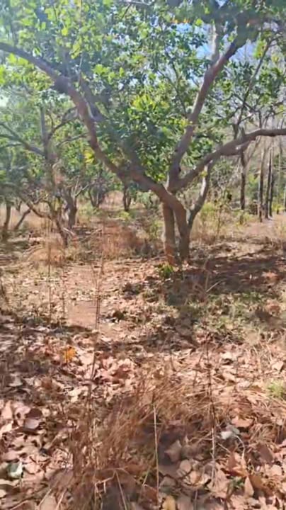 Đất nông nghiệp Thọ Sơn, Bù Đăng 30.000m² giá 1 tỷ - Đầu tư sinh lời ngay!