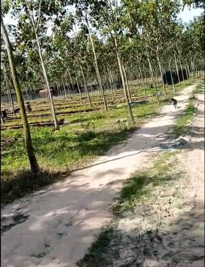 Đất Farm 20.000m² tại Trà Vong, Tân Biên, Tây Ninh giá chỉ 2.6 tỷ - Đầu tư sinh lời!