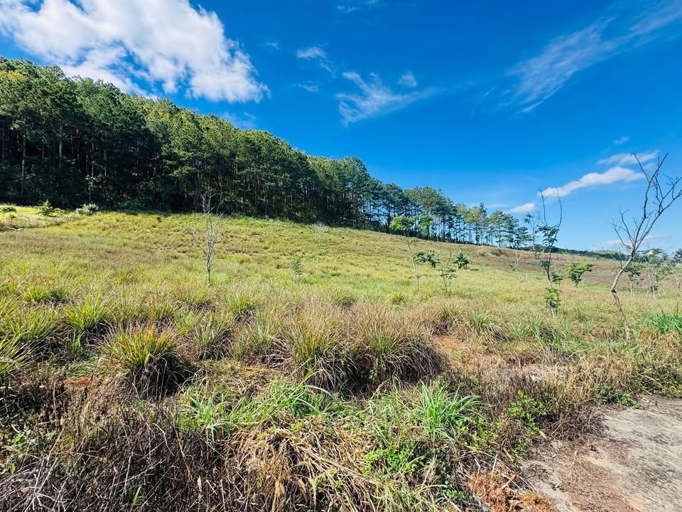 Đất thổ cư 560m² tại Nam Ban, Lâm Hà giá chỉ 1,25 tỷ - Cơ hội đầu tư hiếm có!