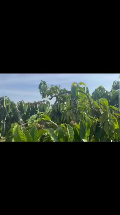 Đất Farm Tân Văn 1440m² giá 1.7 tỷ - Đầu tư sinh lời ngay!