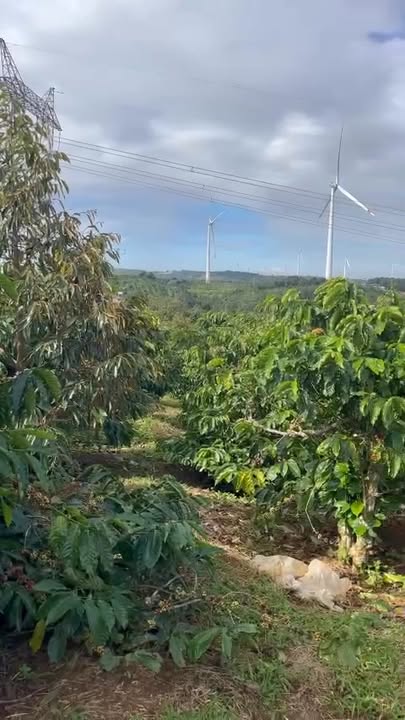Lô rẫy tại Huyện Đông Hòa, Phú Yên 68.400m² giá 828 triệu - Đầu tư sinh lời ngay!
