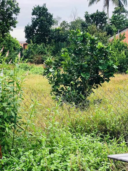 Đất nền 155m² mặt tiền nhựa 5 tấn tại Quới An, Vĩnh Long - Đầu tư sinh lời ngay!