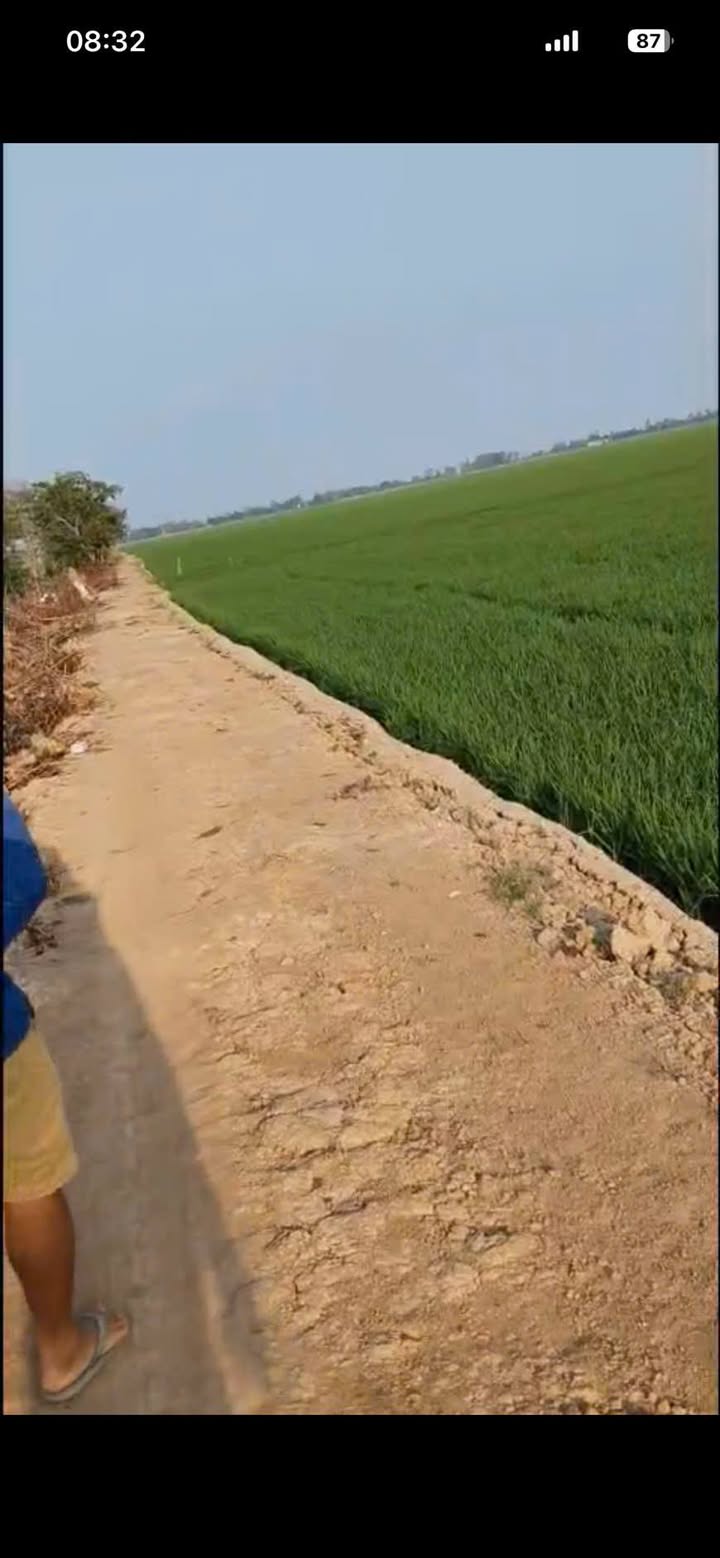 Đất nông nghiệp 56.000m² tại Phường An Bình B, Hồng Ngự, Đồng Tháp - Giá chỉ 7.425 tỷ!