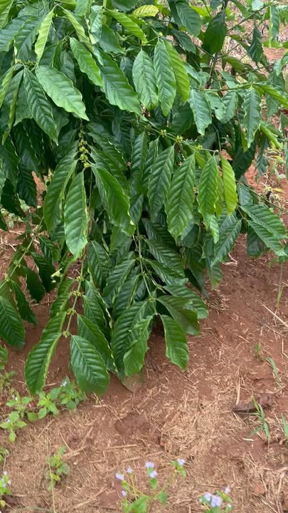 Đất nền Buôn Bayong, Huyện Ea Kar, 360m² giá 1.4 tỷ - Cơ hội đầu tư lý tưởng!