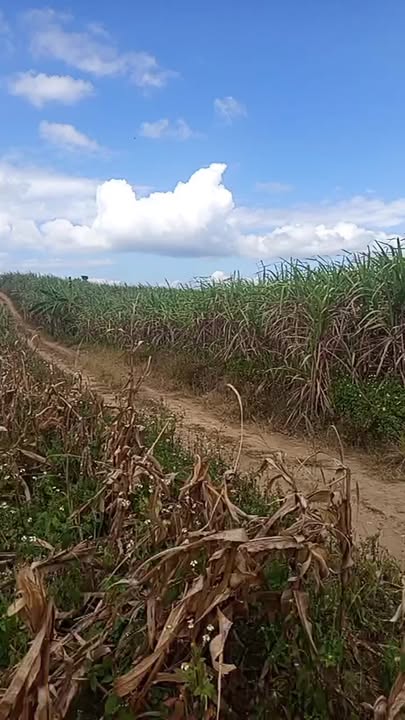 Đất nông nghiệp 2ha tại Ea Sô, Ea Kar giá 995 triệu - Đầu tư lý tưởng!