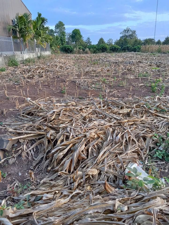 Đất thổ cư 800m² tại Quảng Hiệp, Cư M'gar giá 1.4 tỷ - Gần mặt đường nhựa!