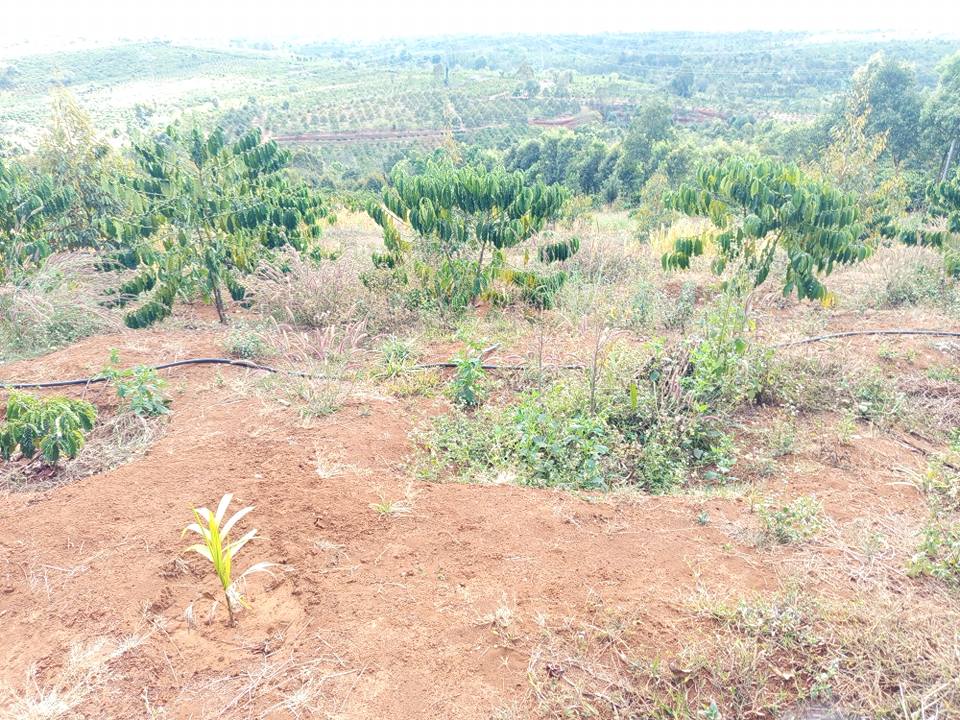 Farm 21,6ha tại Nghĩa Hòa, Chư Păh - Giá 1,05 tỷ, tiềm năng cao!