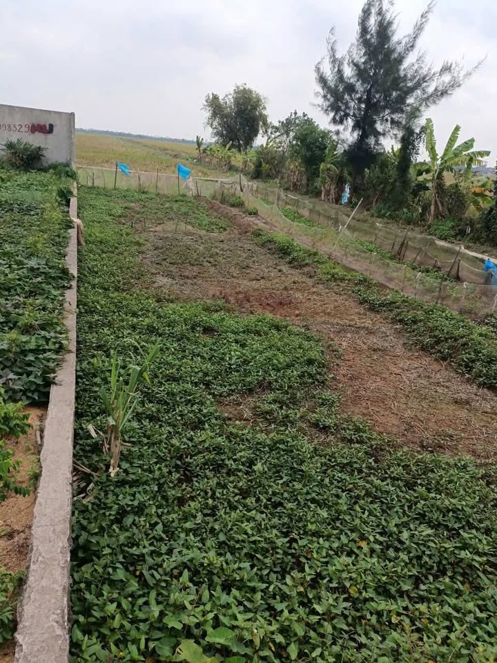 Đất nền 125m² tại Xã Bắc Hải, Thái Bình - Giá chỉ 1 tỷ, cơ hội đầu tư tuyệt vời!