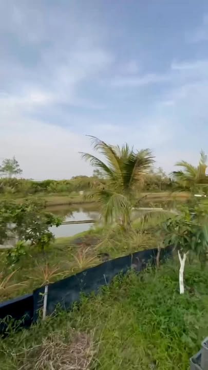 Nhà vườn 2780m² đường trong Chùa Chánh Niệm, Bạc Liêu - Giá chỉ 1,6 tỷ!