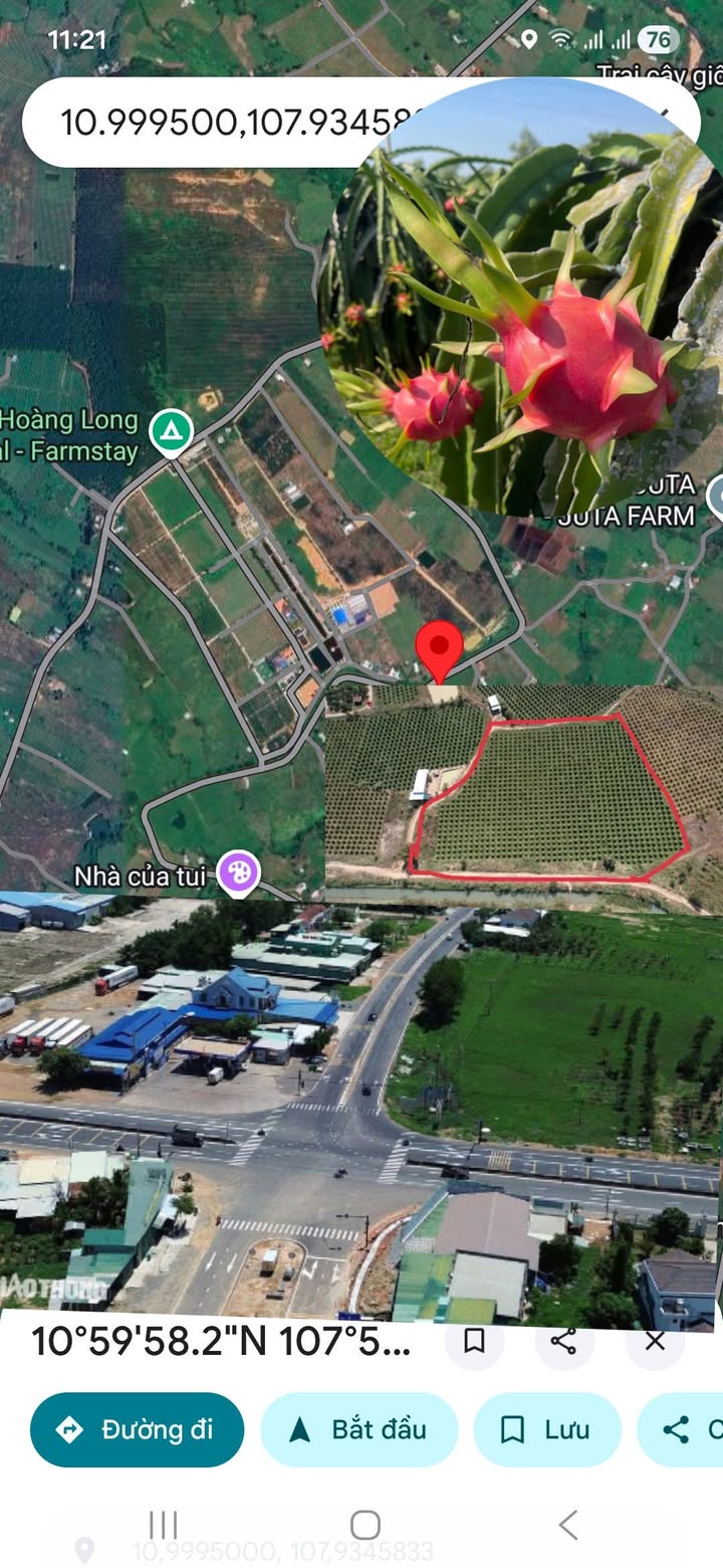 Vườn thanh long 11.095m² tại Vĩnh Hảo - Đầu tư sinh lời ngay hôm nay!