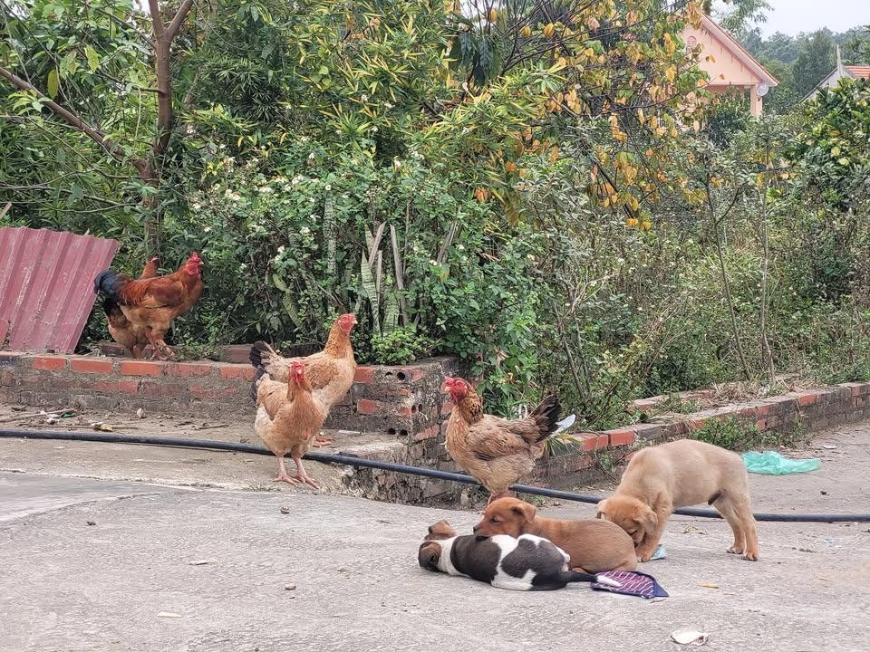 Đất nền 80m² tại An Biên 1, Lê Lợi - Giá chỉ 700 triệu - Đường ô tô tải