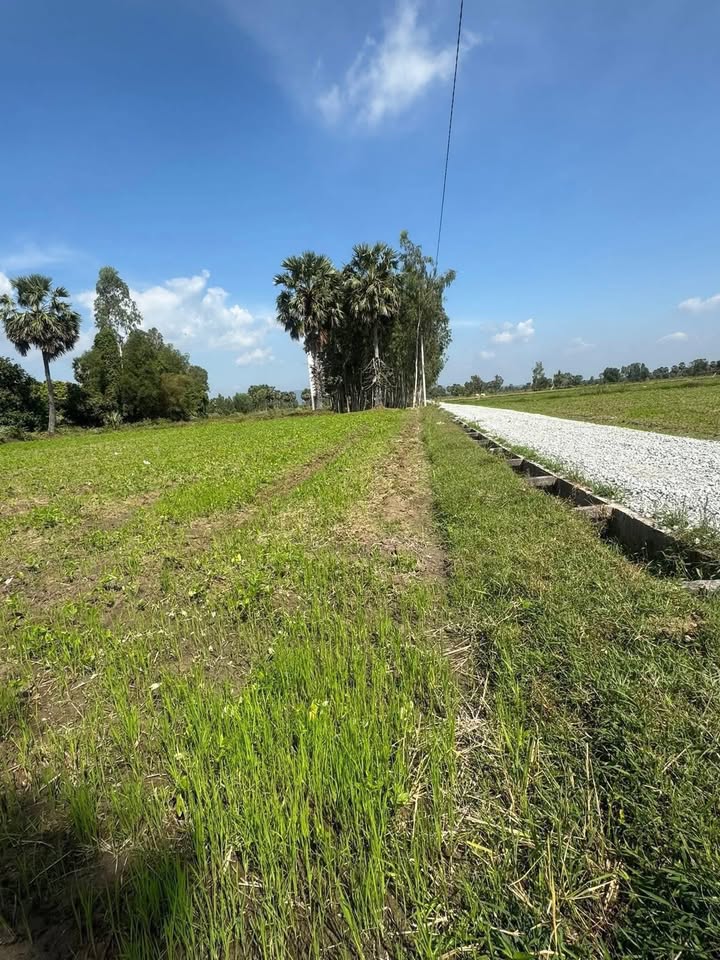 Đất phân lô An Cư Tịnh Biên 1000m² giá 350 triệu - Sổ đỏ chính chủ