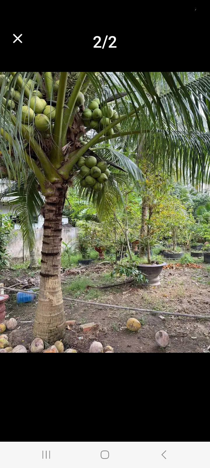 Đất thổ cư 3700m² tại Thạnh Ngãi, Mỏ Cày Bắc, Bến Tre - Giá chỉ 3.33 tỷ