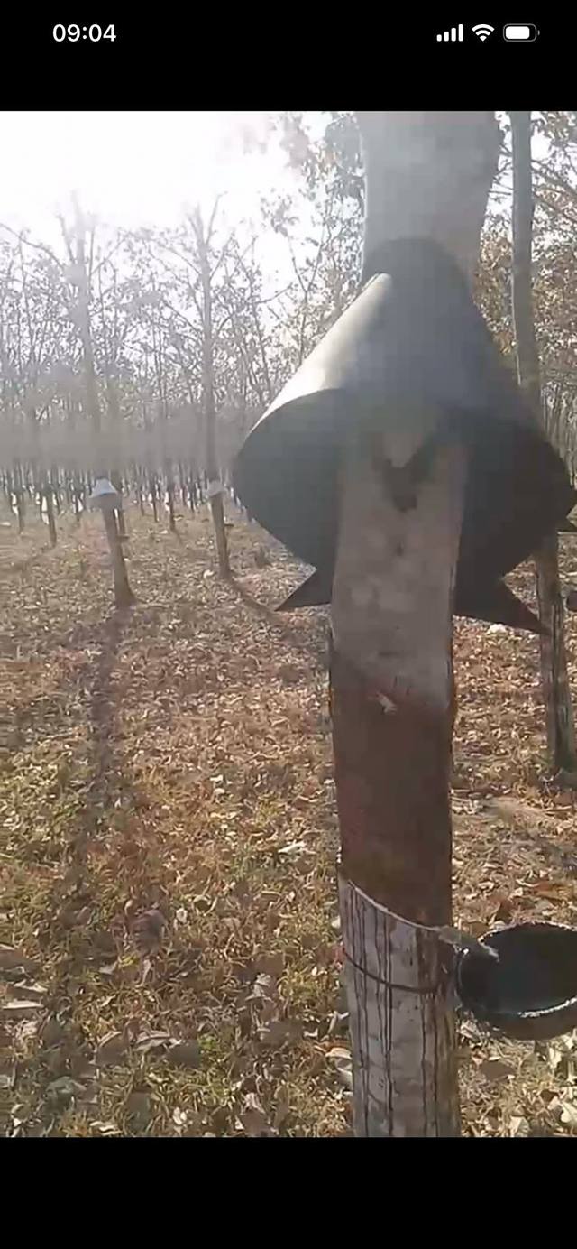 Bán farm cao su 3240m² tại Thôn 4, Xã Hòa Bình, TP Kon Tum - Giá chỉ từ 300 triệu!