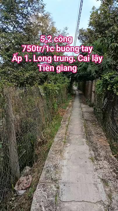 Bán vườn sầu riêng 5200m² tại Cai Lậy, Tiền Giang - Giá chỉ 750 triệu!