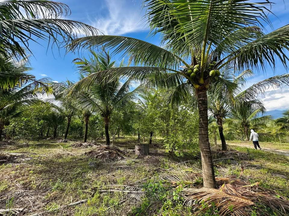 Farm nghỉ dưỡng Diên Thọ - Diên Khánh 16.240m² giá 7,8 tỷ - Mặt tiền 42m, ô tô vào tận nơi!