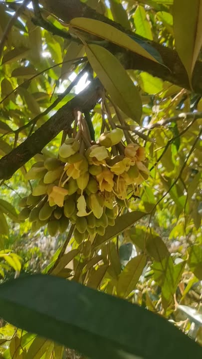 Farm Lộc Khánh 5000m² giá 1.3 tỷ - Cơ hội hiếm có với vườn sầu riêng