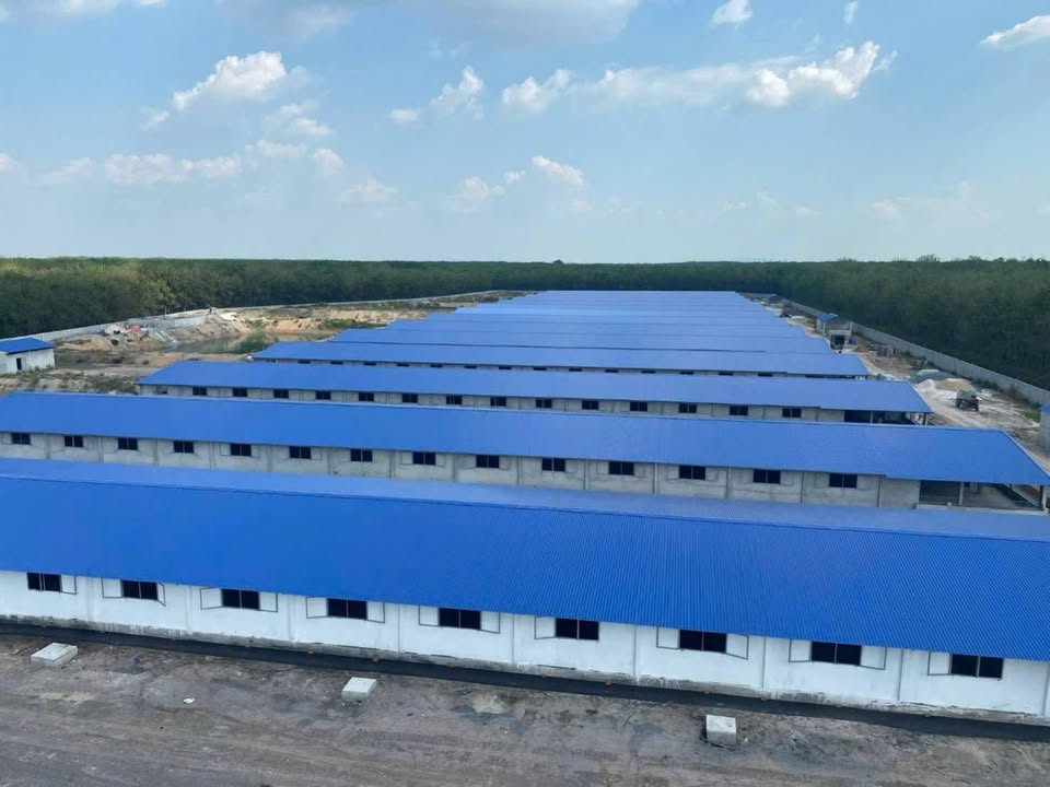 Trang trại chăn nuôi heo Gò Dầu Tây Ninh 86.060m² giá 90 tỷ - Đầu tư dòng tiền ổn định!