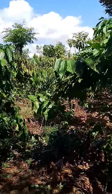 Đất nền Quảng Hiệp, Cư M'gar 1080m² giá 750 triệu - Sổ sách đầy đủ!