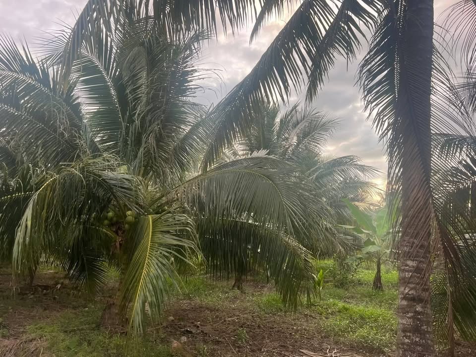 Đất vườn 3000m² Xã Châu Hưng, Vĩnh Long giá 1.86 tỷ - Đường xe tải chạy thuận lợi!