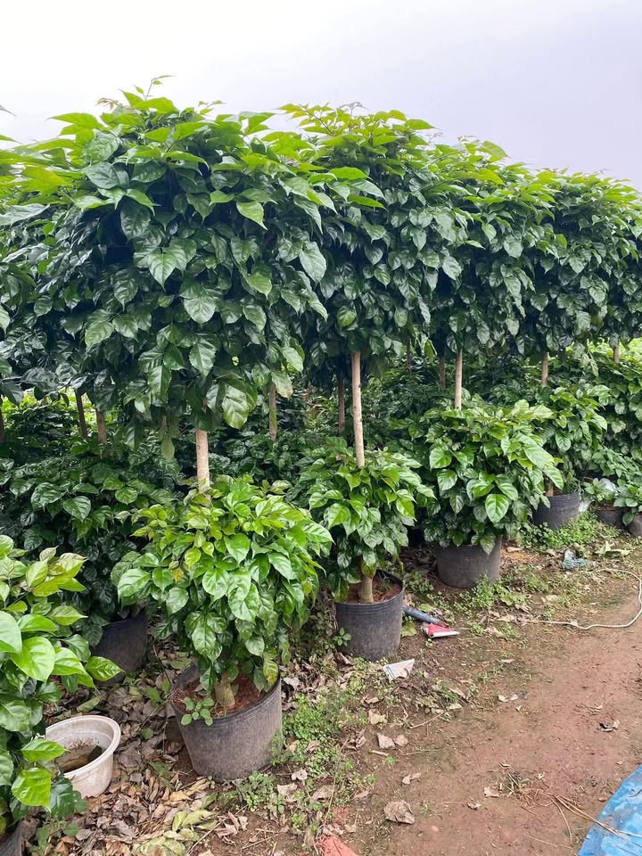 Nhà riêng thôn Thanh Khê, Hải Phòng 200m² giá 2 tỷ - Sẵn sàng vào ở ngay!