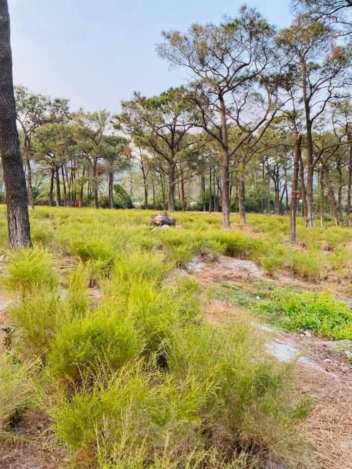 Đất nghỉ dưỡng tại Chùa Côn Sơn, Chí Linh 171m² giá 1 tỷ - Đầu tư lý tưởng!