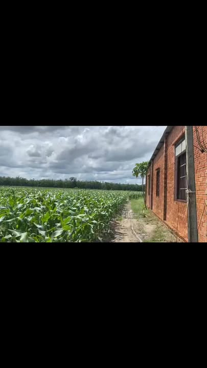 Đất nền Farm tại xã Tân Hưng, Huyện Tân Châu 38.000m² giá 6.2 tỷ - Tiềm năng đầu tư lớn!