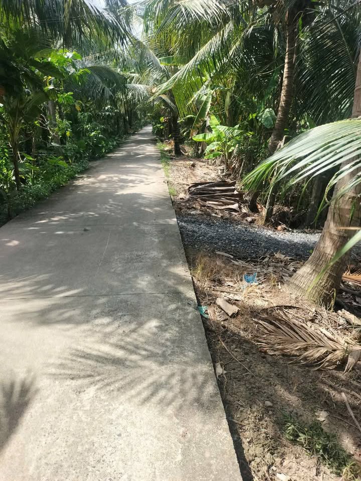 Vườn dừa 2000m² tại Nhị Bình, Hóc Môn - Chỉ 500 triệu!