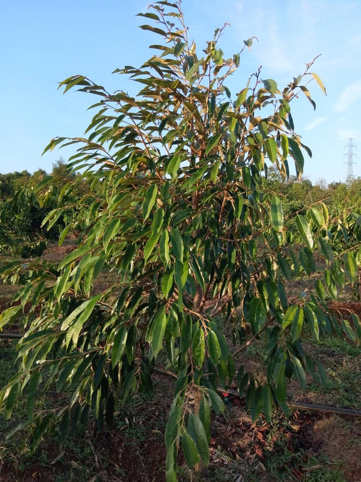 Farm 4 sào tại xã Hòa Phú, Phú Yên - Đất đỏ bazan, giá 3.6 tỷ!