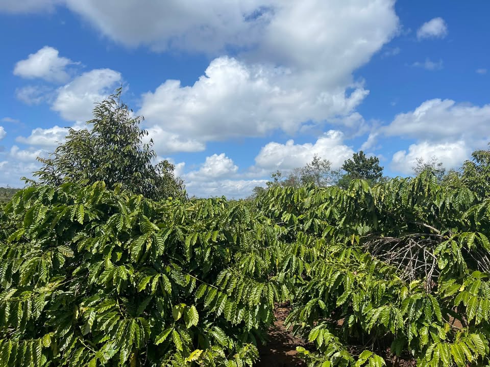 Bán rẫy tại Bình Thuận, 2520m² giá 2.1 tỷ - Cơ hội đầu tư hấp dẫn!