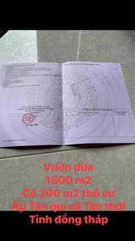 Farm dừa xã Tân Phú Trung, huyện Châu Thành, 1500m² giá 550 triệu - Đầu tư lý tưởng!