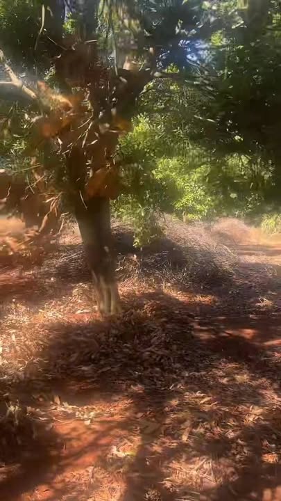 Đất nền xã Ia Hrú, huyện Chư Pưh, 40.000m² giá 10.5 tỷ - Đầu tư sinh lời ngay!