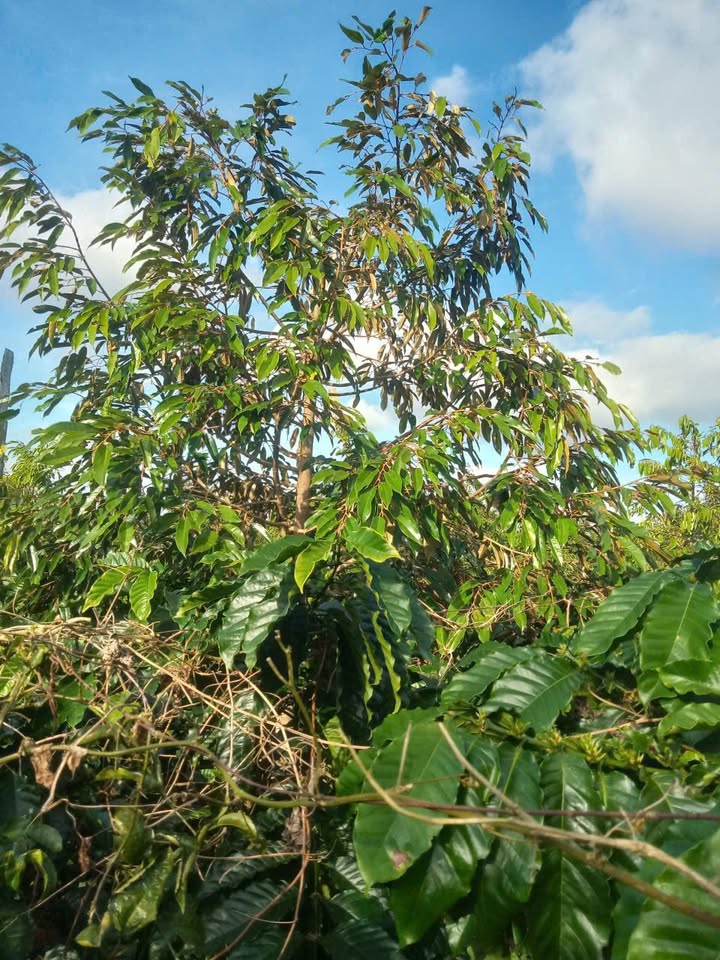 Farm Cư Bao, Buôn Hồ 2808m² giá 3.25 tỷ - Chính chủ bán gấp!