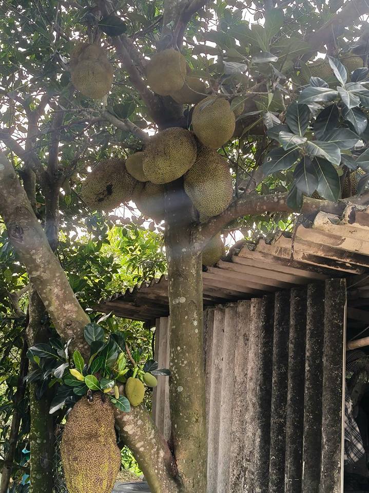 Bán vườn cây ăn trái An Bình 3.373m² giá 2.2 tỷ - Đầu tư sinh lời ngay!