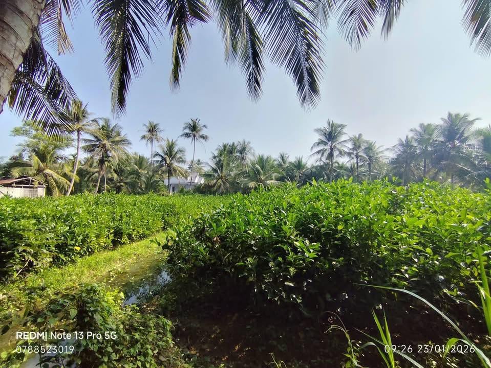 Đất thổ cư 2500m² Xã Thạnh Ngãi, Huyện Mỏ Cày Bắc - Cơ hội đầu tư vàng!