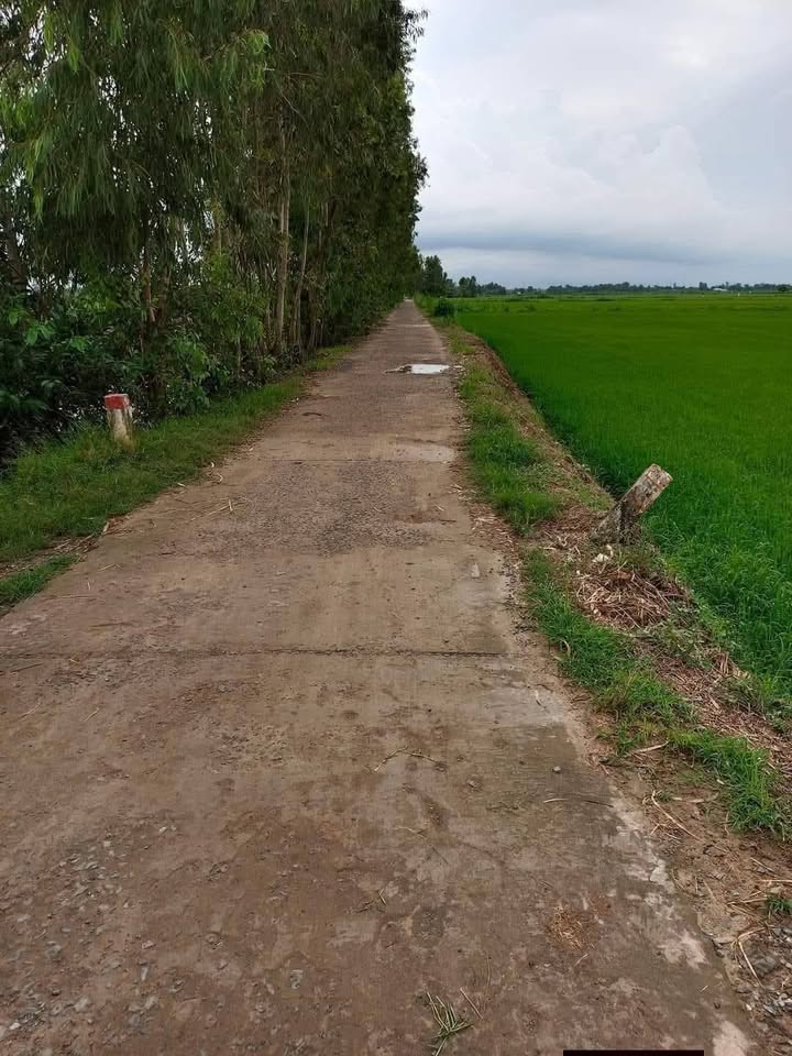 Đất ruộng tại Ấp Thanh Trì B, Đa Lộc, Châu Thành, Trà Vinh 7731m² - Cơ hội đầu tư tuyệt vời!