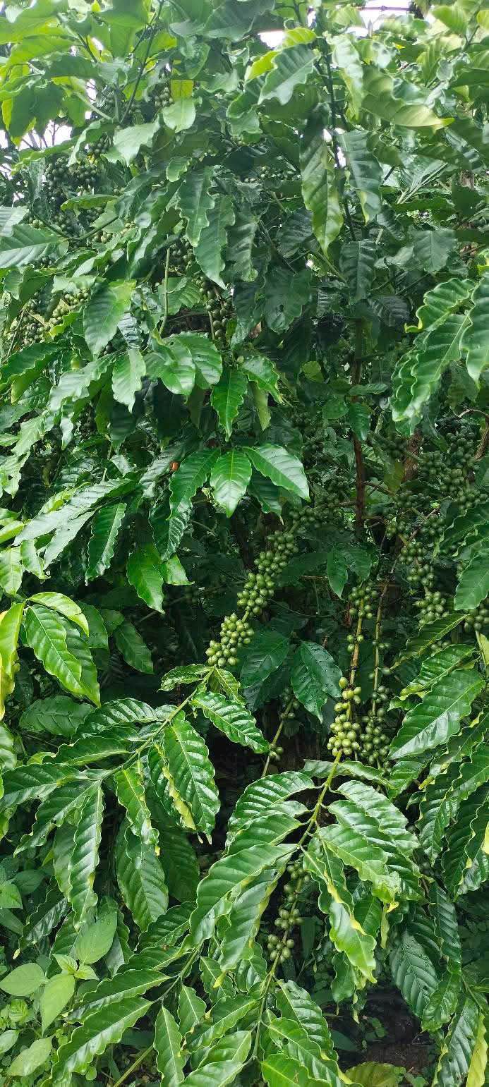 Đất nền 6300m² đường tránh Bảo Lộc giá 2 tỷ - Cơ hội đầu tư sinh lời!