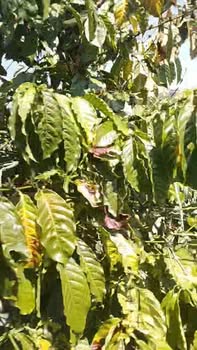 Đất nền 7 sào tại Đạ K' Nàng, Đam Rông giá 1.1 tỷ - Cơ hội đầu tư tuyệt vời!